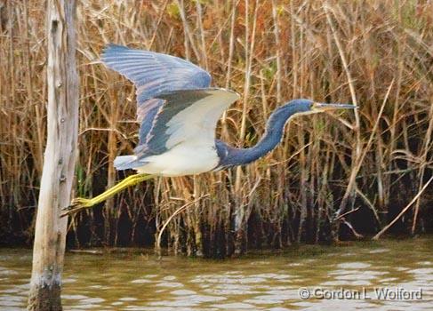 Heron In Flight_32165.jpg - Tricolored Heron (Egretta tricolor) photographed at the Magic Ridge Bird Sanctuary on the Gulf coast near Port Lavaca, Texas, USA.